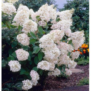 Гортензия Грандифлора (Grandiflora) (метельчатая)