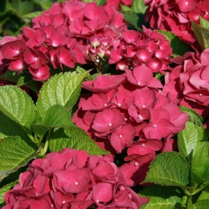 Гортензия Мэджикал Руби Ред (Magical Rubyred) (крупнолистная)