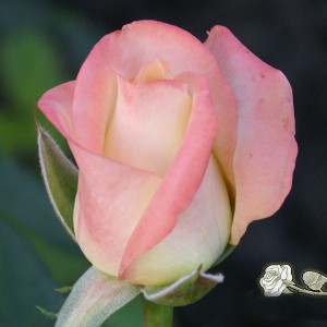 Роза Белла Перл (Belle Perle)