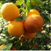 Саженец Апельсина Фрагола (Fragola): фото и описание