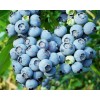 Саженец черники Блюкроп (Bluecrop): фото и описание