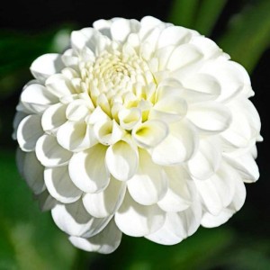 Георгин Сноуфлейк (Snowflake)