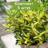 Саженцы бересклета Экстаз (Ekstaz) - 5 шт.: фото и описание
