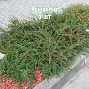 Комплект 5шт / Кизильник горизонтальны Перпусиллис