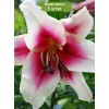 Луковицы лилии Garden Pleasure ОТ-гибрид (Садовое удовольствие) - 5 шт.: фото и описание