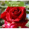 Саженцы чайно-гибридной розы Дам де Кер (Dame de Coeur) - 5 шт.: фото и описание