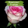Саженцы чайно-гибридной розы Дольче Вита (Dolce Vita) - 5 шт.: фото и описание