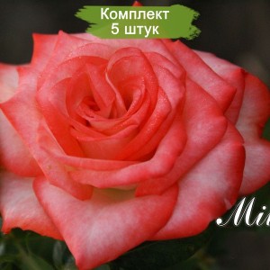 Комплект 5шт / Роза Милва (Milva)