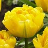 Луковица тюльпана Дансинг Куин (Dancing Queens): фото и описание