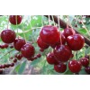 Саженец Вишни Стойкая: фото и описание
