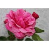 Саженец канадской розы Морден Руби / Моден Руби (Morden Ruby): фото и описание